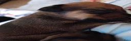 Mixed Breed dogs for sale: Rottweiler x lurcher  - Advert 6