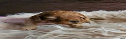 Toy Poodle dogs for stud: Toy poodle for stud  - Advert 5