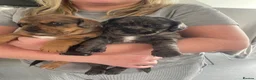 Mixed Breed dogs for sale: Biscuits, Oreo and Cup Cake in Maidstone - Advert 8