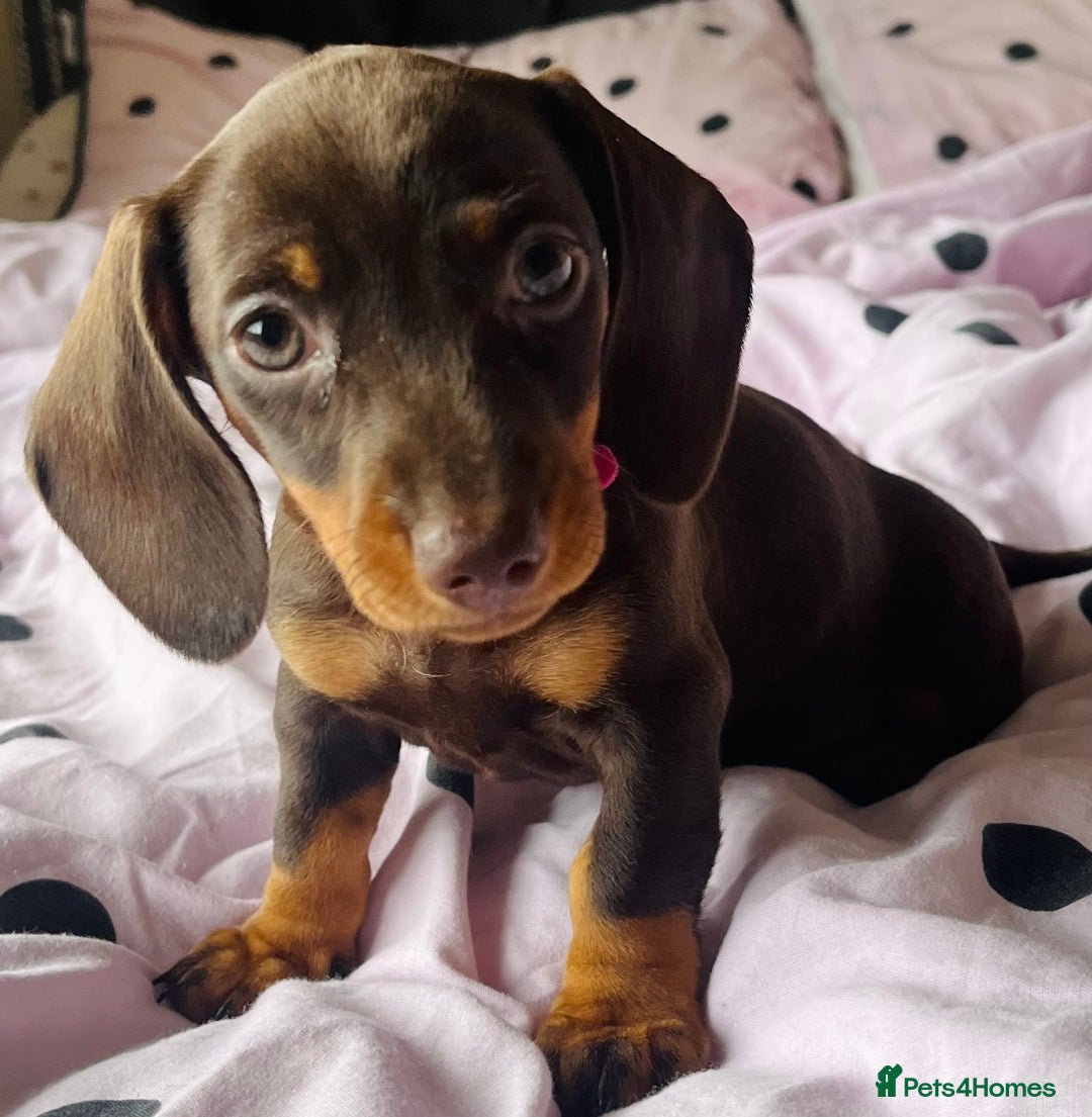 Miniature Dachshund dogs for sale: Miniature dachshunds READY for forever home 🐶🤎 - Image 24