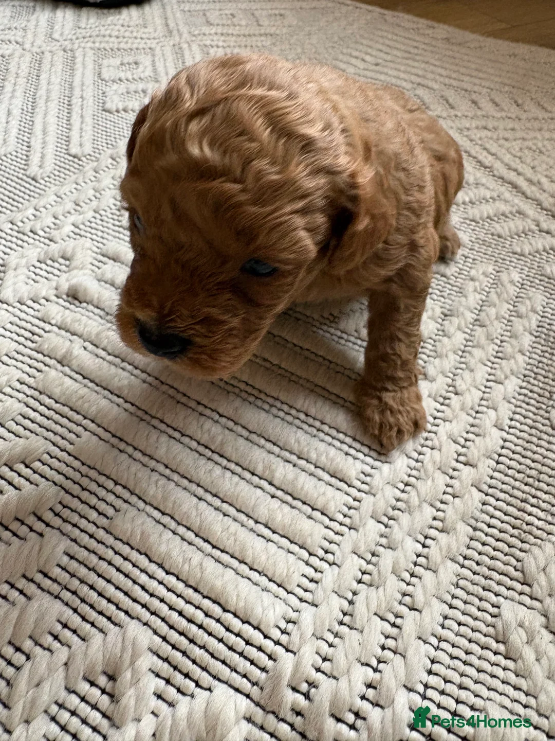Poochon dogs for sale: Adorable F2 Poochon Puppies for Sale 🐶 in Ferndale - Advert 8