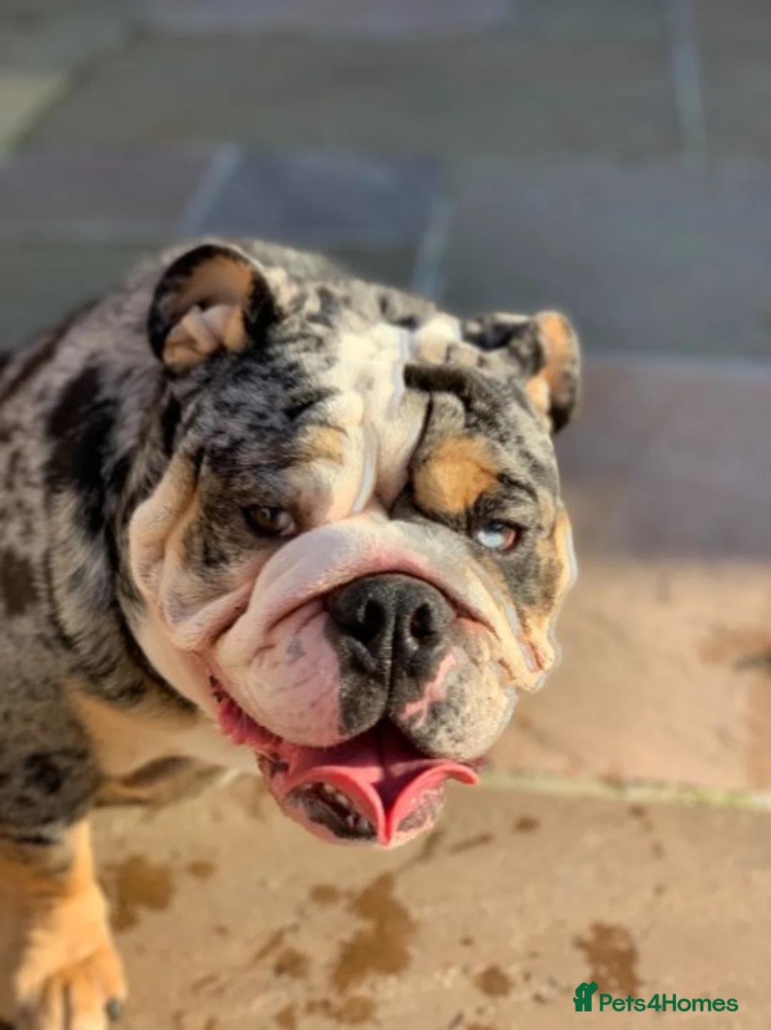 English Bulldog dogs for stud: Merle English Bulldog TRIPLE TRI PROVEN in Bradford - Advert 5