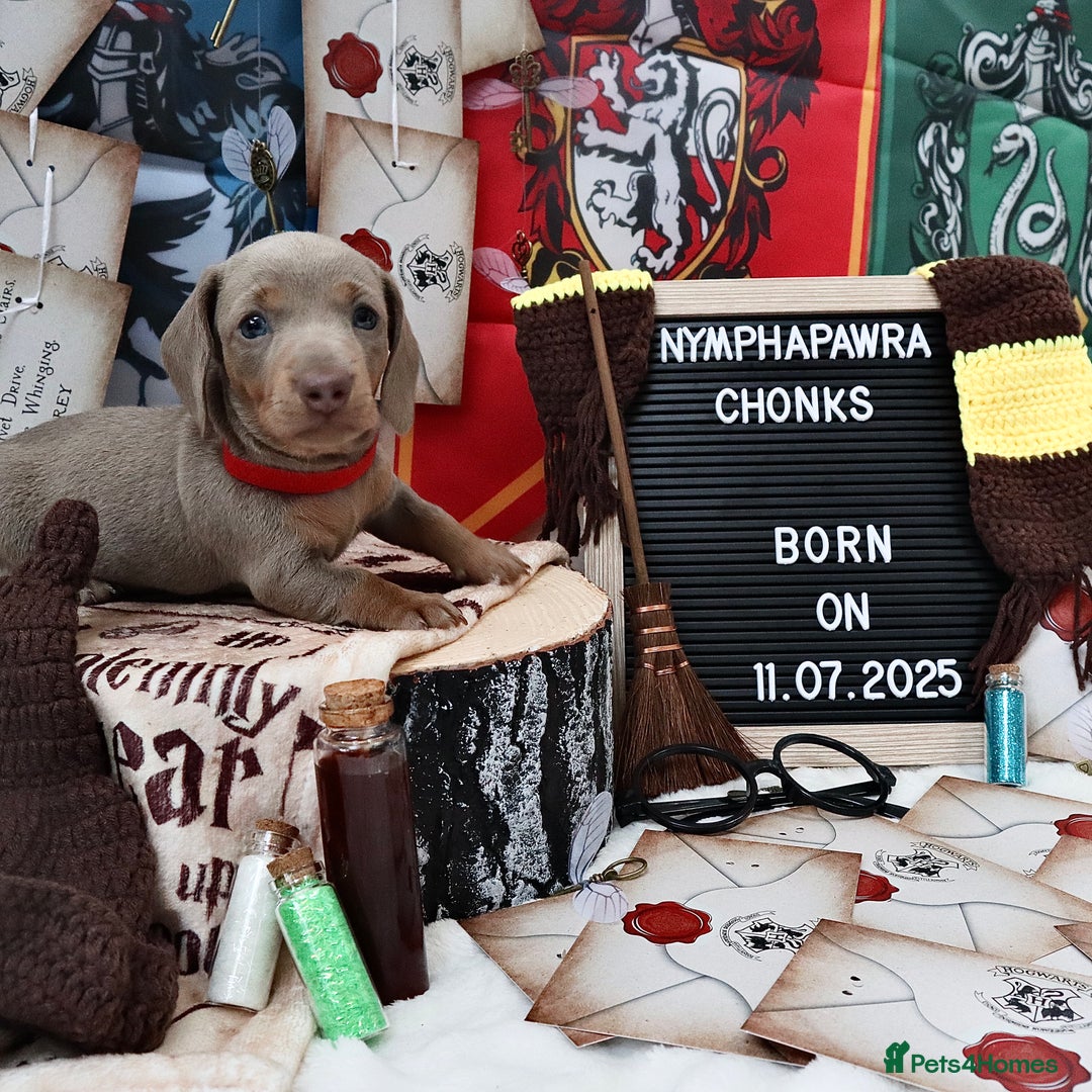 Miniature Dachshund dogs for sale: KC Reg short haired miniature dachshunds - Image 14