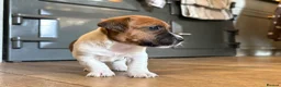 Jack Russell dogs for sale: Delightful Miniature Jack Russell Pups - Advert 3