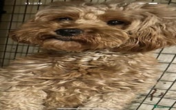 Cockapoo dogs for sale: F1b cockerpoo’s  - Image 9