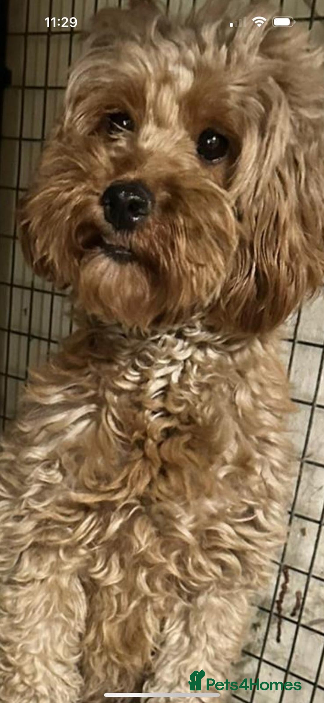 Cockapoo dogs for sale: F1b cockerpoo’s  - Image 9