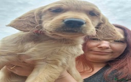 Golden Retriever dogs for sale: Red pups KC Registered Golden Retriever in Oxted - Image 30
