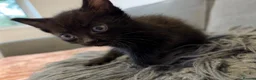 Mixed Breed cats for sale: 3 male kittens 1 tabby & 2 black in Nottingham - Advert 3