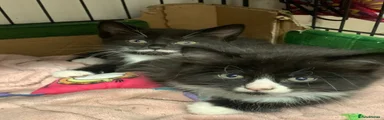 Mixed Breed 2