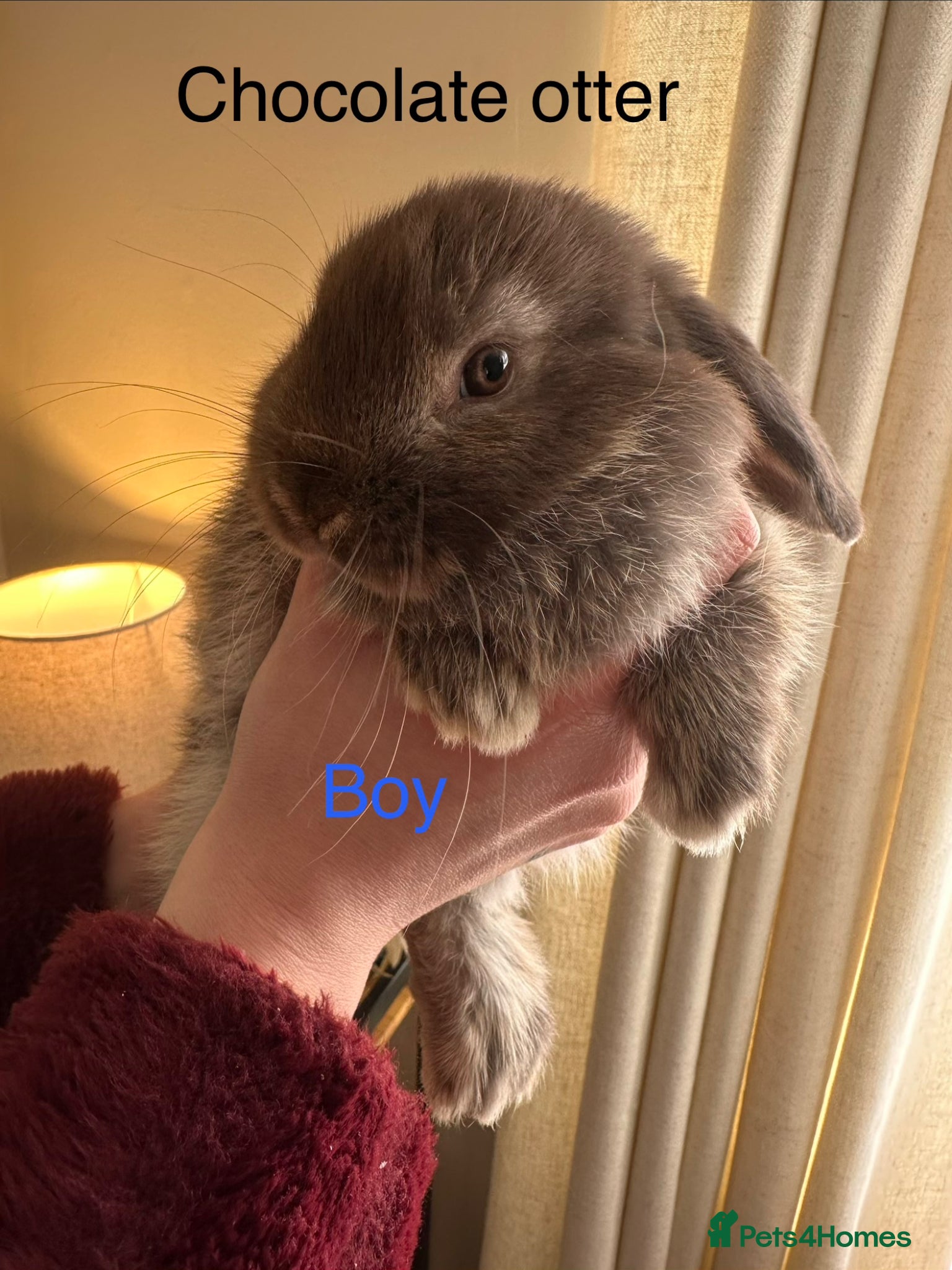Mini Lop rabbits Beautiful Mini Lop Bunnies - Reserved  - Advert 1