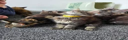 Maine Coon cats for sale: Maine coon pedigree kittens  - Advert 12