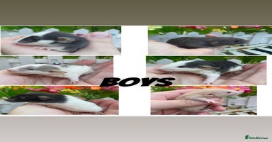 Rat rodents Stunning baby rats! - Advert 10