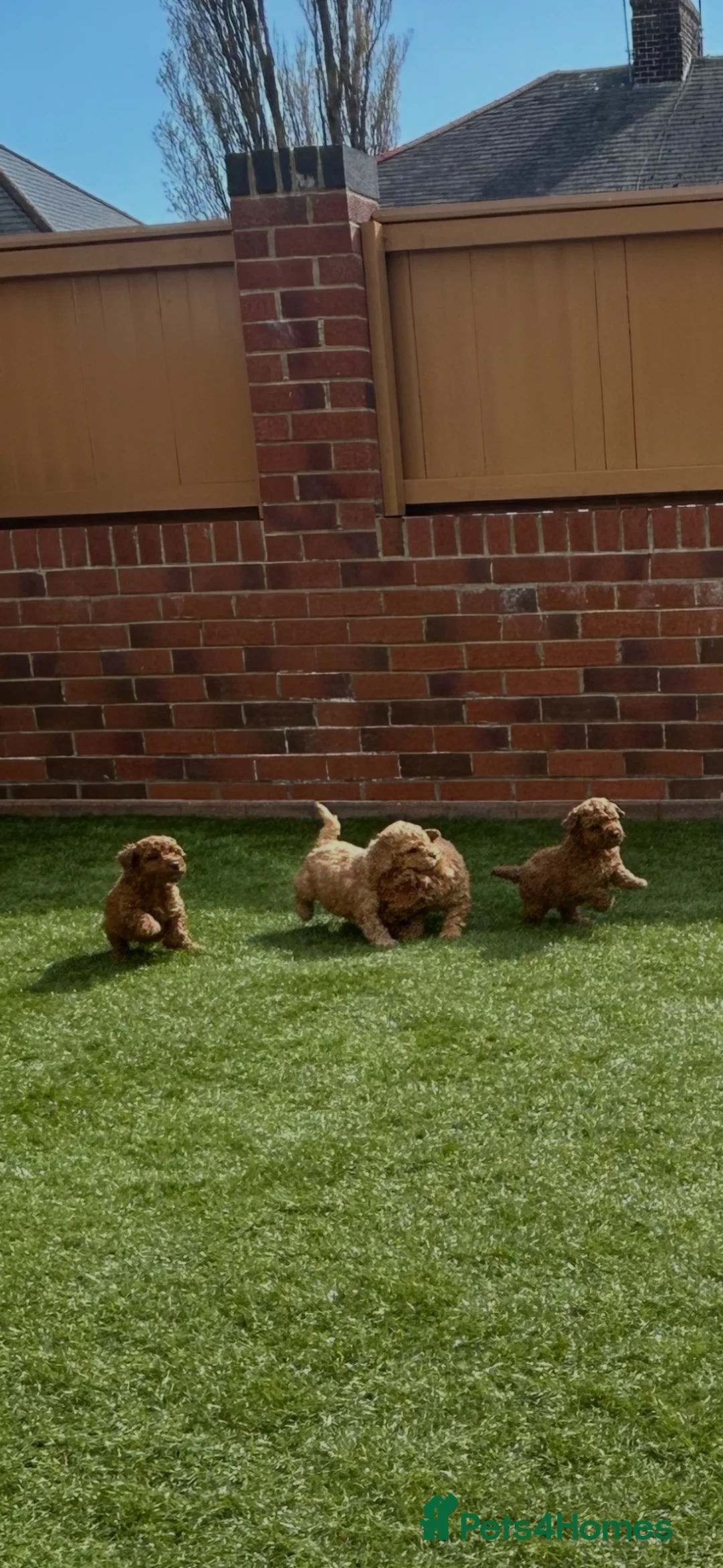 Cavapoo dogs for sale: Fox red cava poo puppies - Advert 15