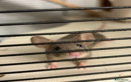 Mouse rodents for sale: X4 adult females and x12 litter  - Image 11