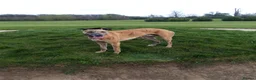 Lurcher dogs for sale: Lurcher pups  - Advert 11