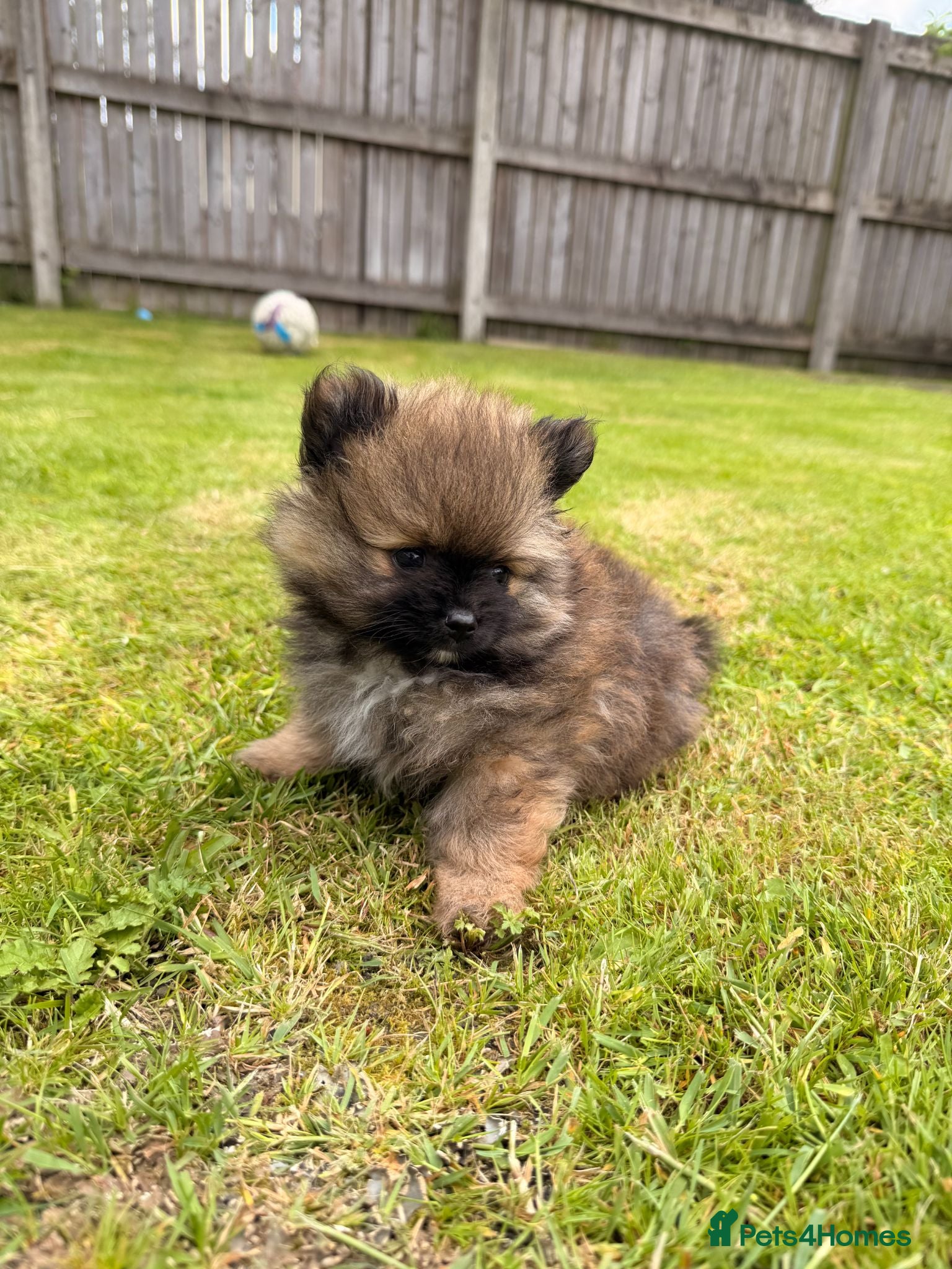Pomeranian dogs 2 amazing males available - Advert 1