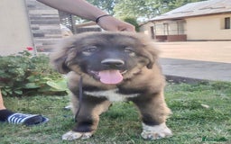 Caucasian Shepherd Dog dogs for sale: Russian champion blood line Caucasian puppy 1 male - Image 3