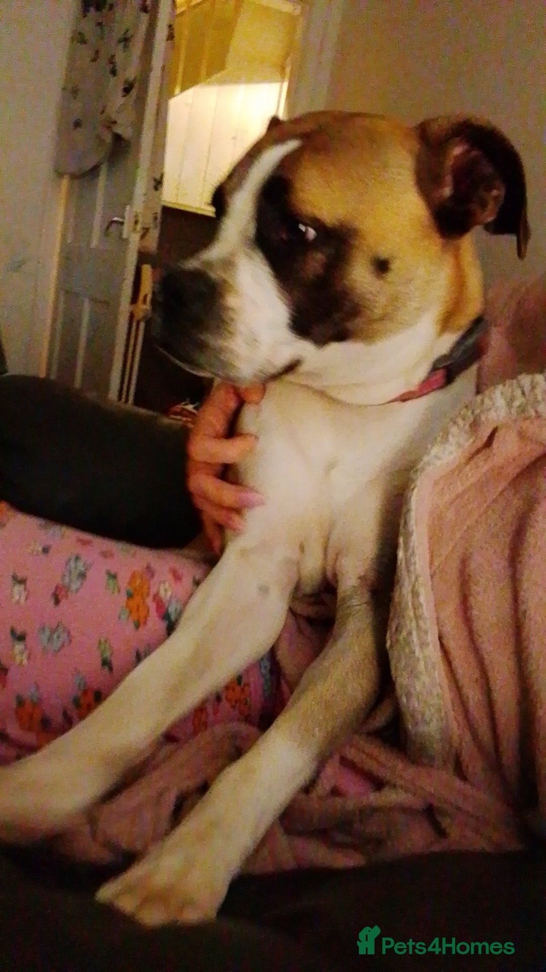 Mixed Breed dogs for sale: Staffy cross boxer female - Image 5
