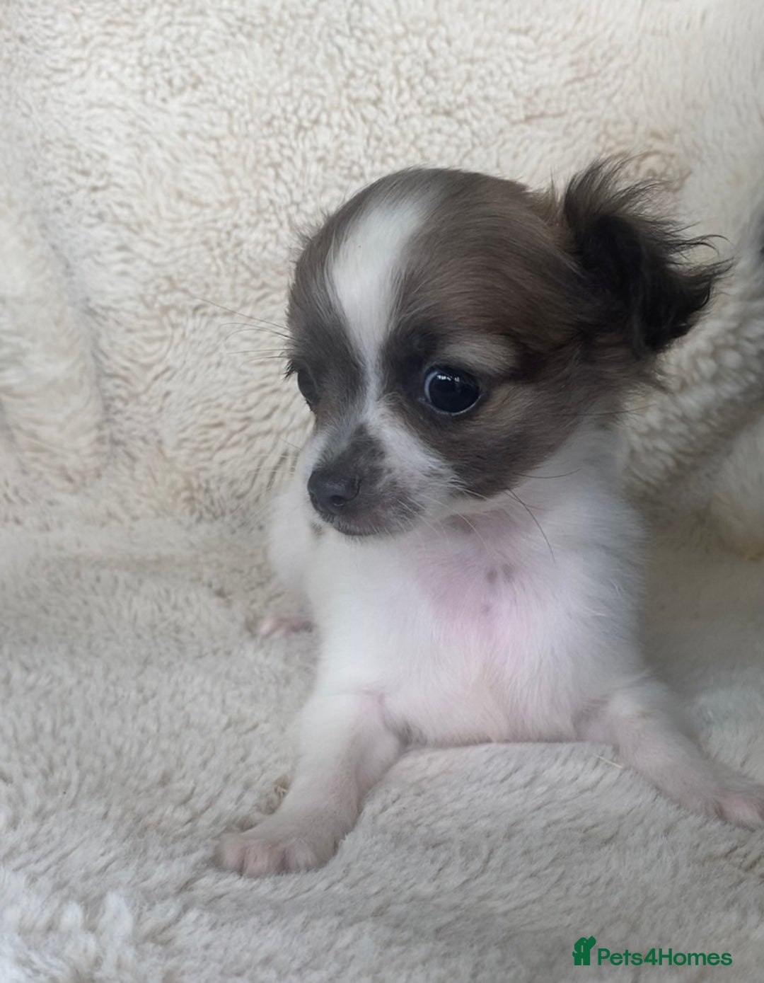 Chihuahua dogs for sale: 2 chihuahua boys left  - Image 6