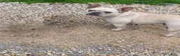 French Bulldog dogs for sale: 1 Female pedigree French bulldog puppy  - Advert 21