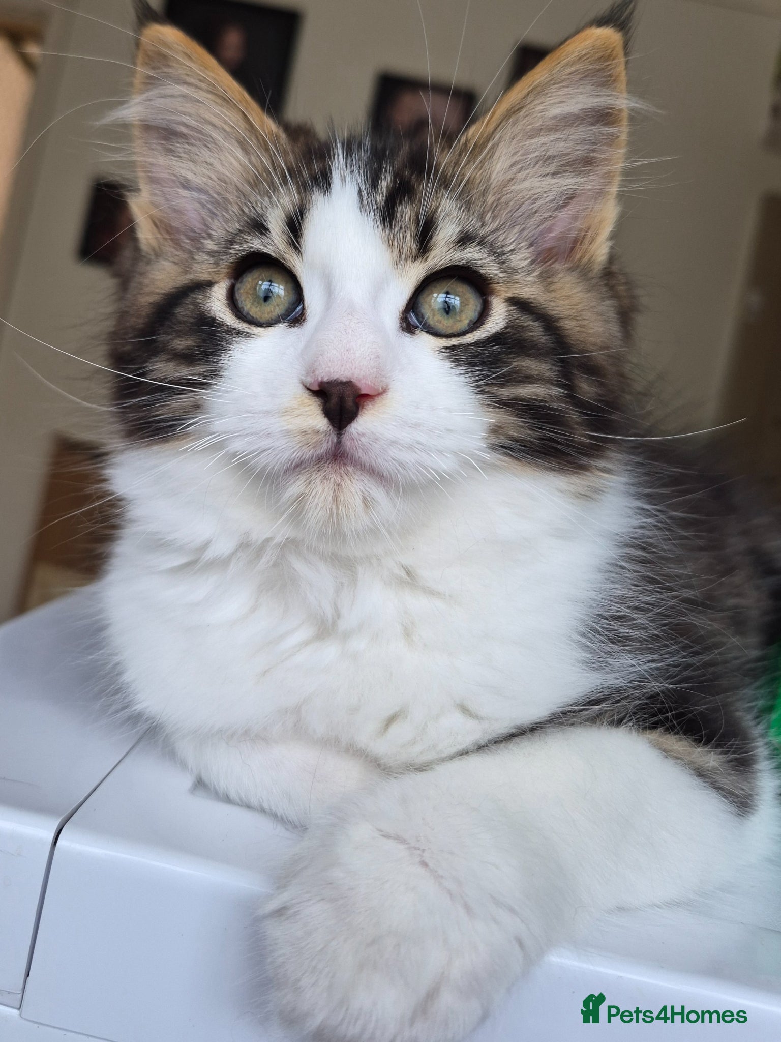 Ragcoon cats Confident Friendly Ragcoons Kittens  - Advert 2