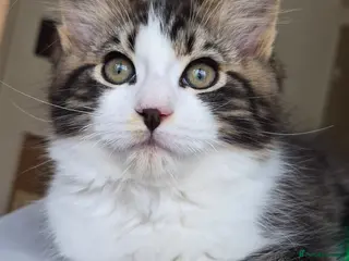 Ragcoon cats Confident Friendly Ragcoons Kittens - Advert 2