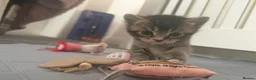 Scottish Fold cats for sale: Scottish fold kittens - Advert 24