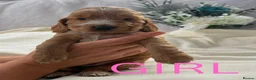 Cocker Spaniel dogs for sale: Show Cocker Spaniel - Advert 3