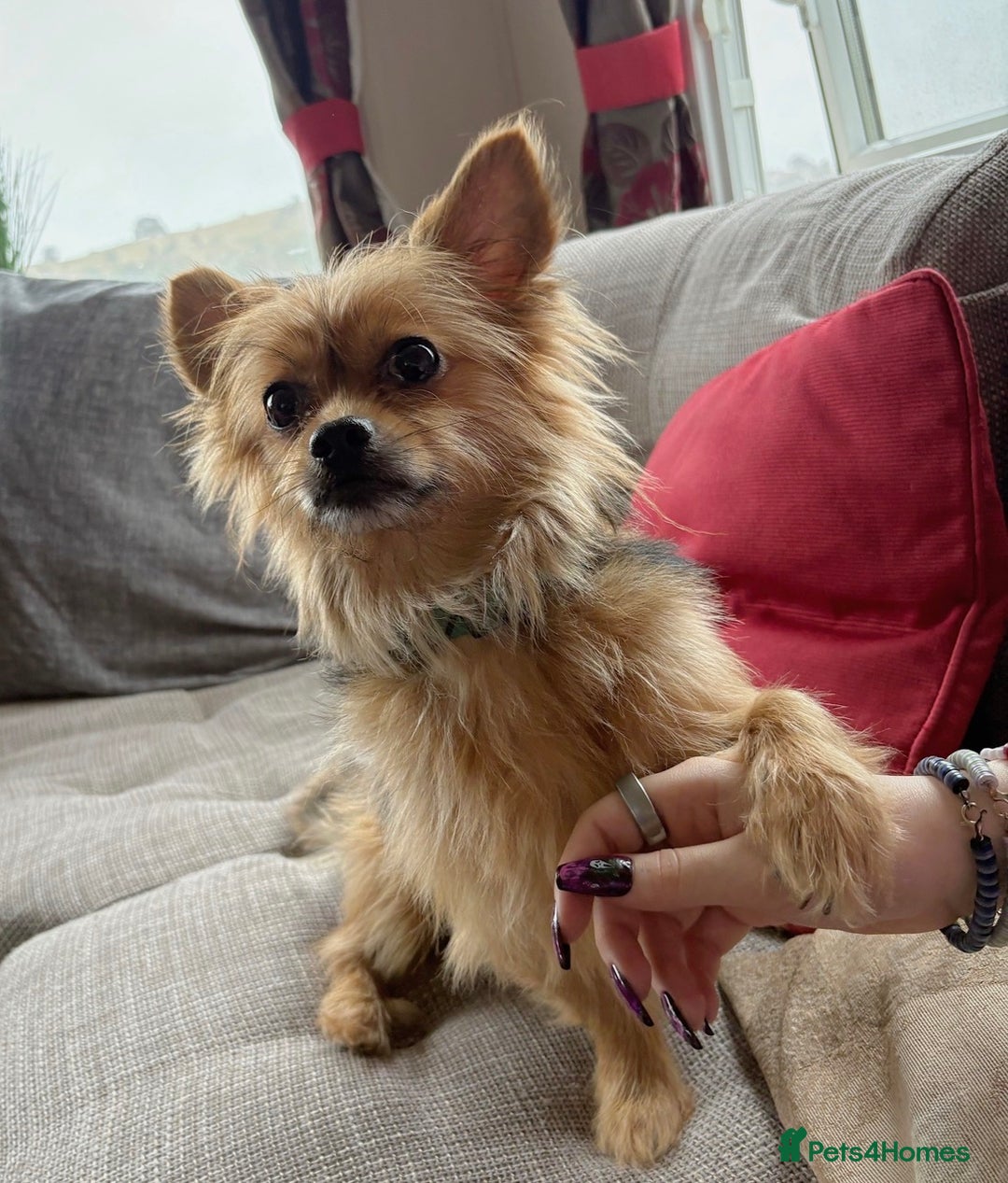Chorkie dogs for sale: 5 year old male chorkie - Advert 1