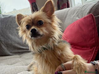 Chorkie dogs 5 year old male chorkie - Advert 3