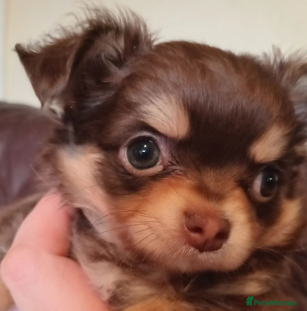 Chihuahua dogs for sale: Chihuahua long coat puppies in Peterborough - Advert 20