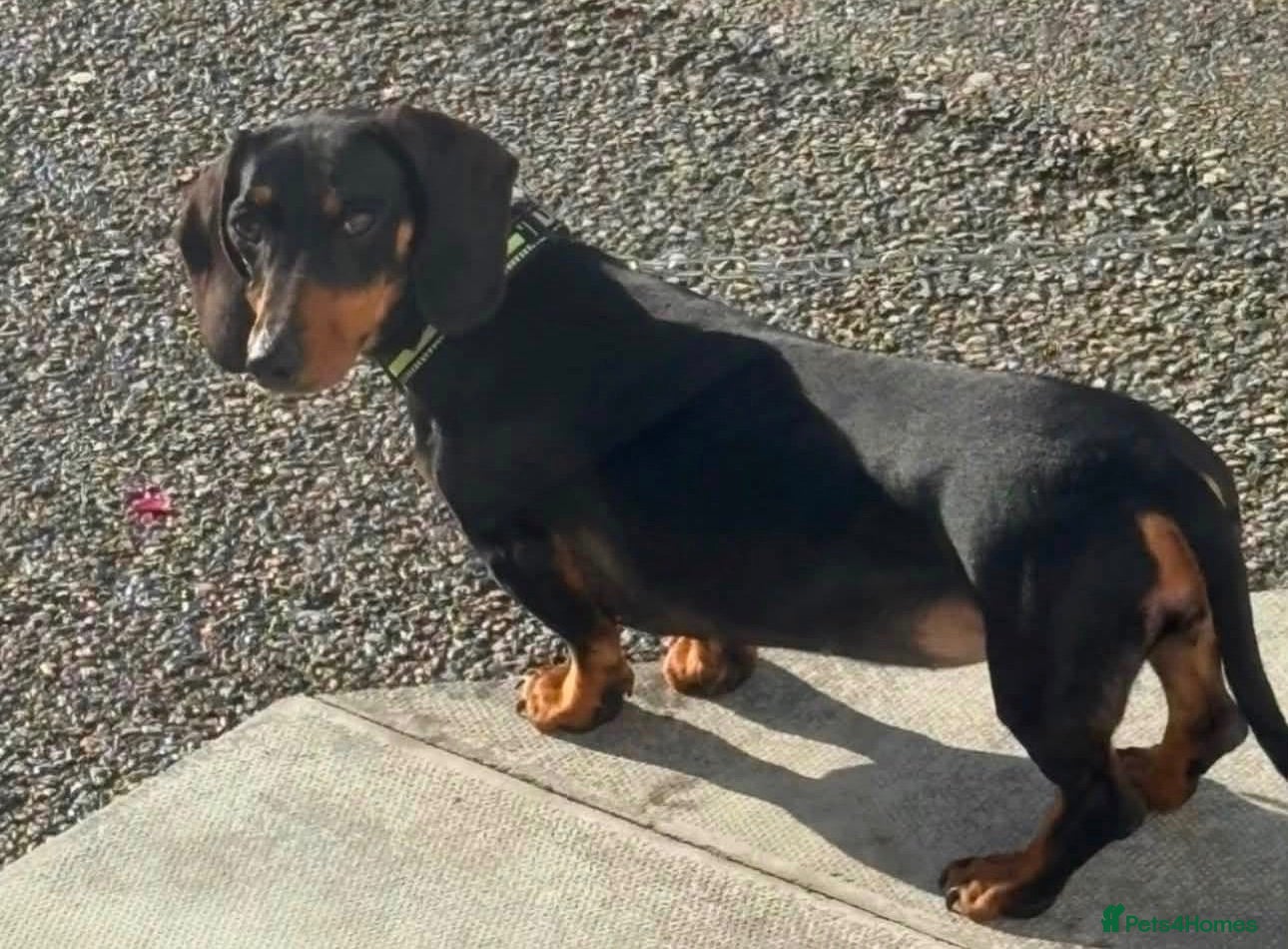 Dachshund dogs Dashound puppies  - Advert 1