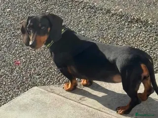 Dachshund dogs Dashound puppies - Advert 1