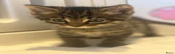 Mixed Breed cats for sale: Beautiful Kittens for sale  - Advert 16