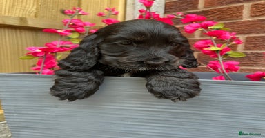 Cocker Spaniel dogs - Advert 15