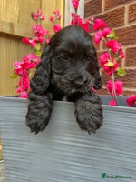 Cocker Spaniel dogs - Advert 15