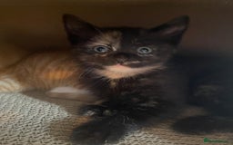 Mixed Breed cats for sale: Kittens ready 26th Aug - Image 12