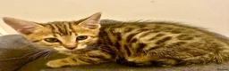 Bengal cats for sale: 1 gorgeous bengal boy kitten for sale  in London - Advert 20