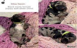 Miniature Poodle dogs for stud: MOYEN POODLE CROSS - IDEAL FOR DOODLE PUPPIES - Advert 8