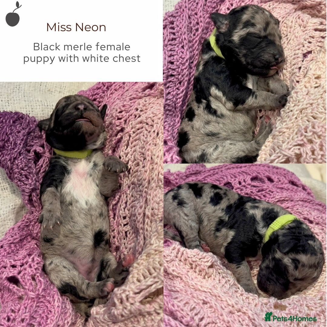 Miniature Poodle dogs for stud: MOYEN POODLE CROSS - IDEAL FOR DOODLE PUPPIES - Advert 8