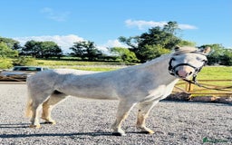 Welsh Section A horses for sale: Welsh section A Gelding - Image 3