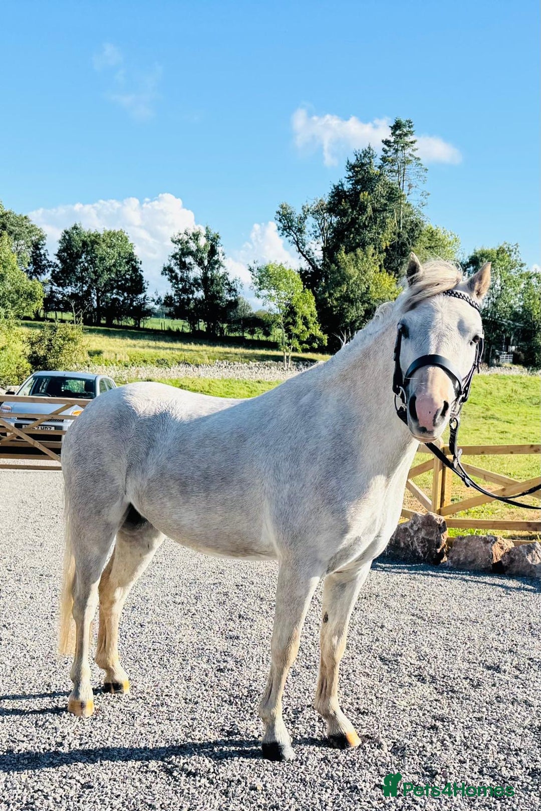 Welsh Section A horses for sale: Welsh section A Gelding - Image 3