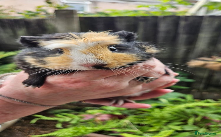 Guinea Pig rodents - Advert 1