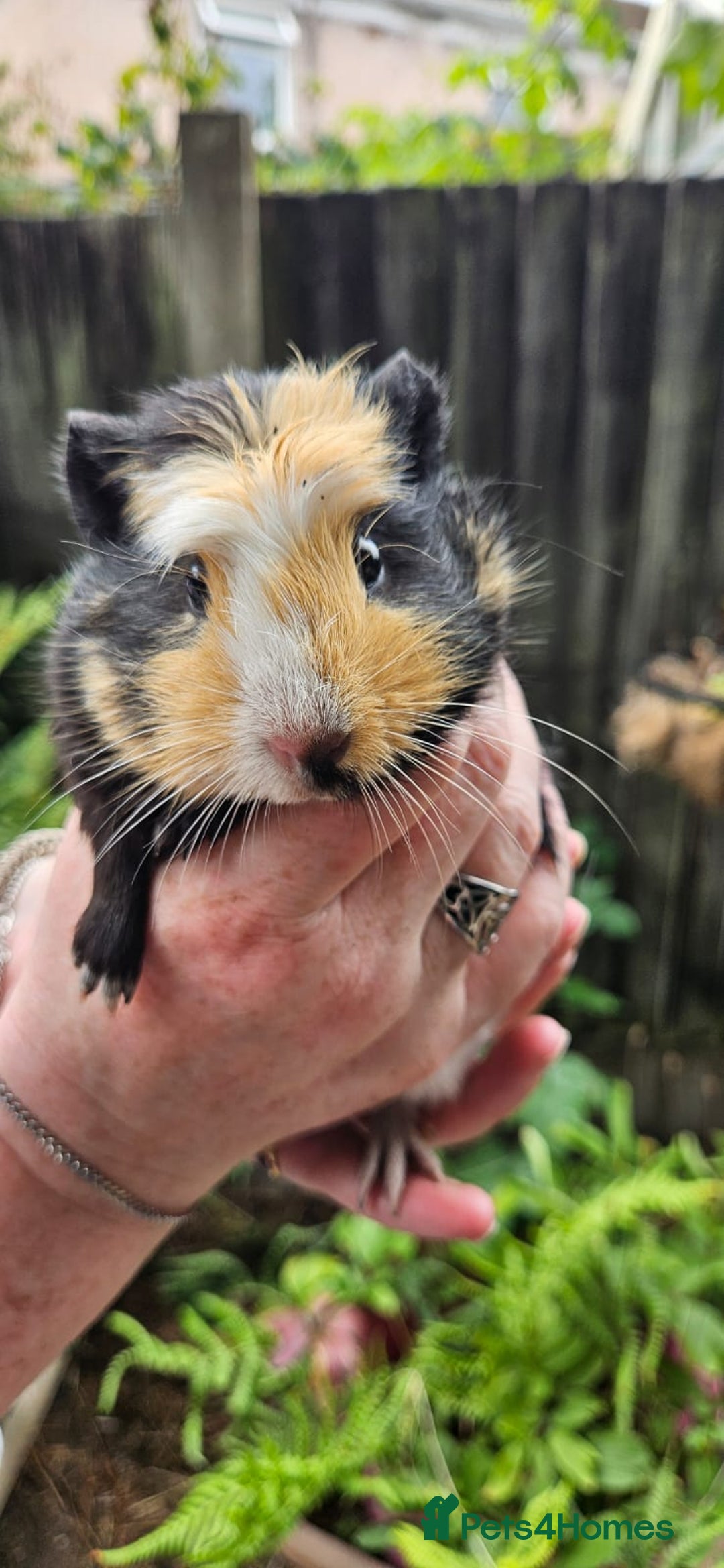 Guinea Pig rodents for sale: Guinea Pig Northwich Guinea Pigs  - Image 1