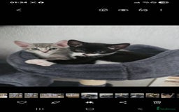 Mixed Breed cats for sale: Kittens  - Image 20