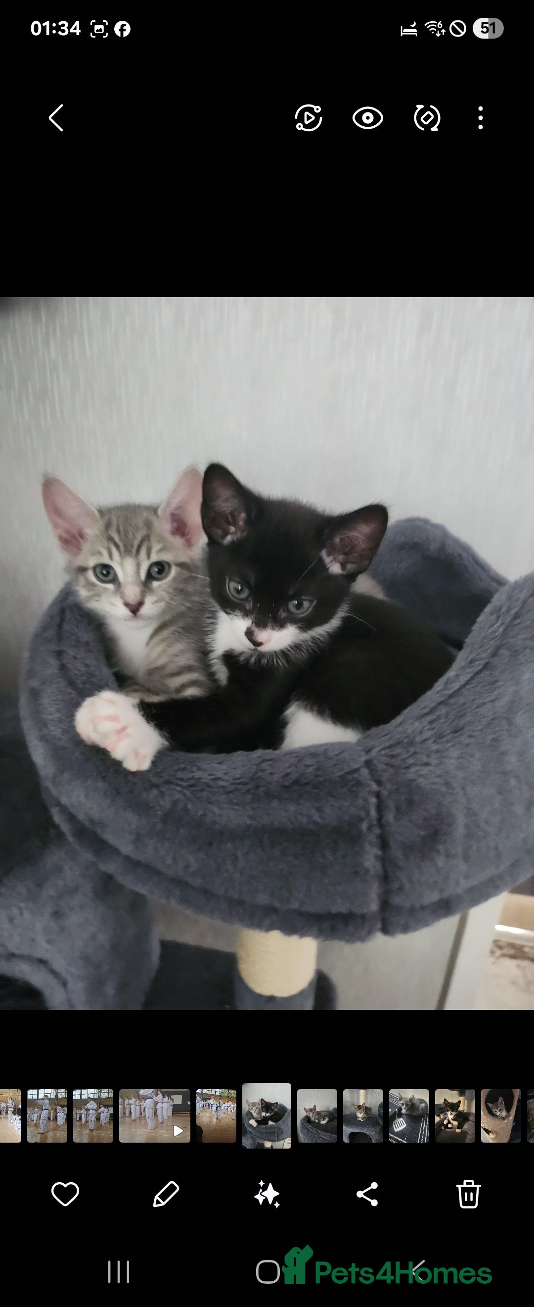 Mixed Breed cats for sale: Kittens  - Image 20