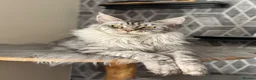Maine Coon cats for sale: TICA registered kittens - Advert 8