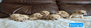 Cockapoo 2