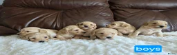 Cockapoo dogs for sale: DNA Health Tested Cockapoos Apricot/Golden - Advert 18