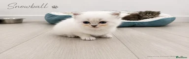 Snowball